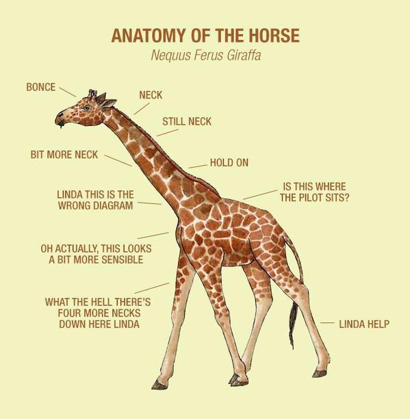Anatomy of the horse