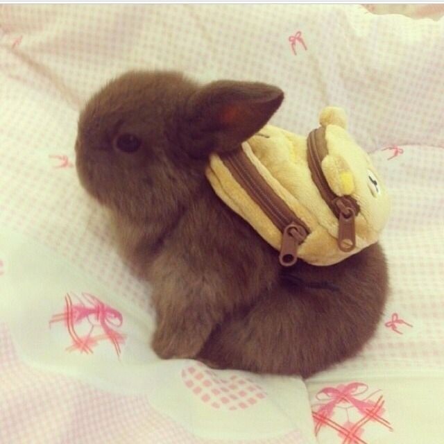 Bunny with backpack