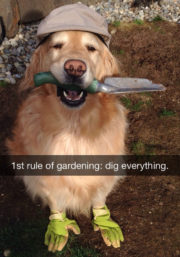 Gardening