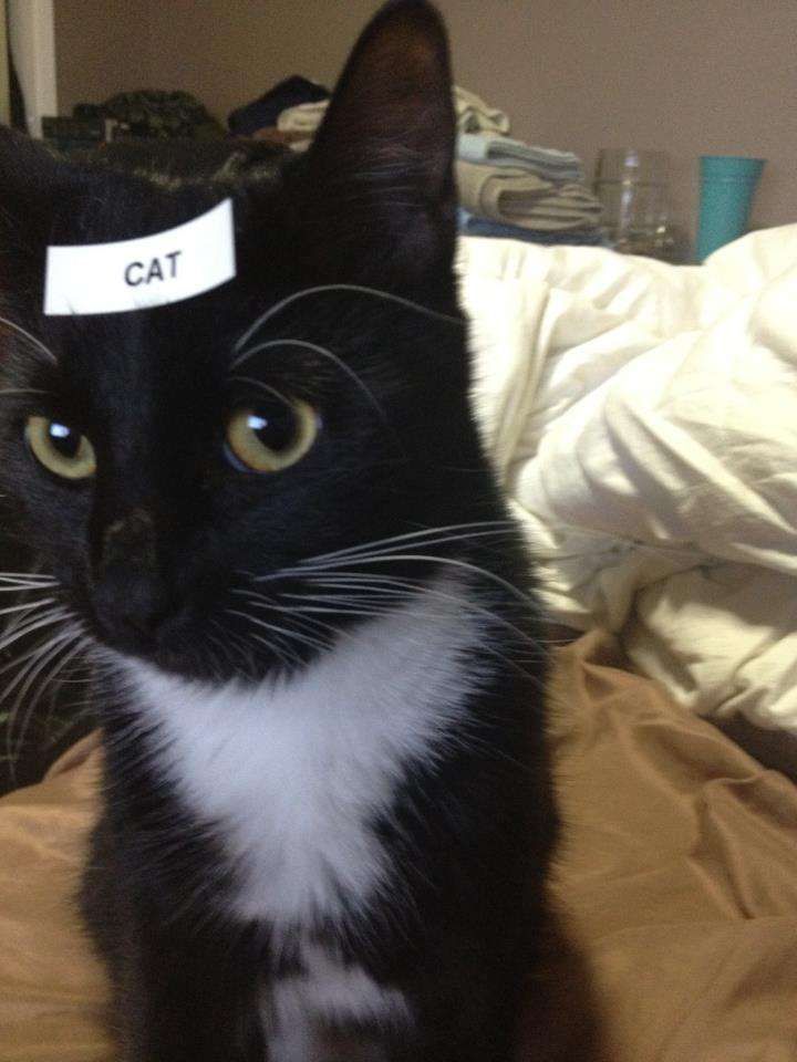 Cat #1