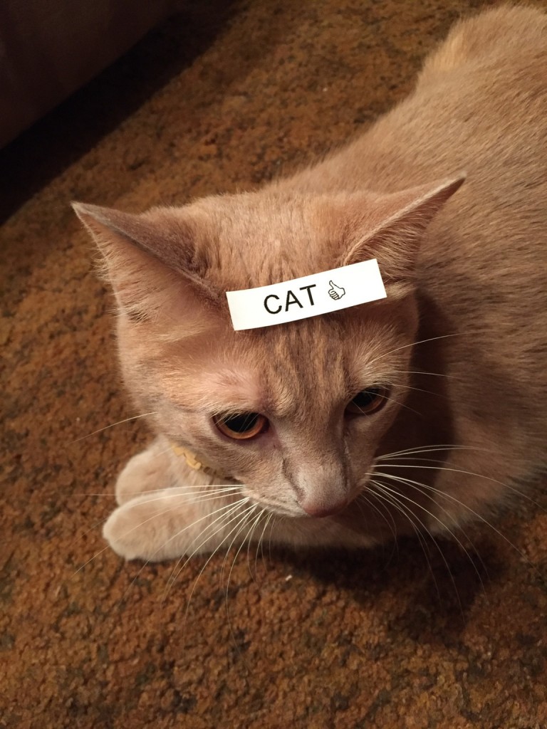 Cat #4
