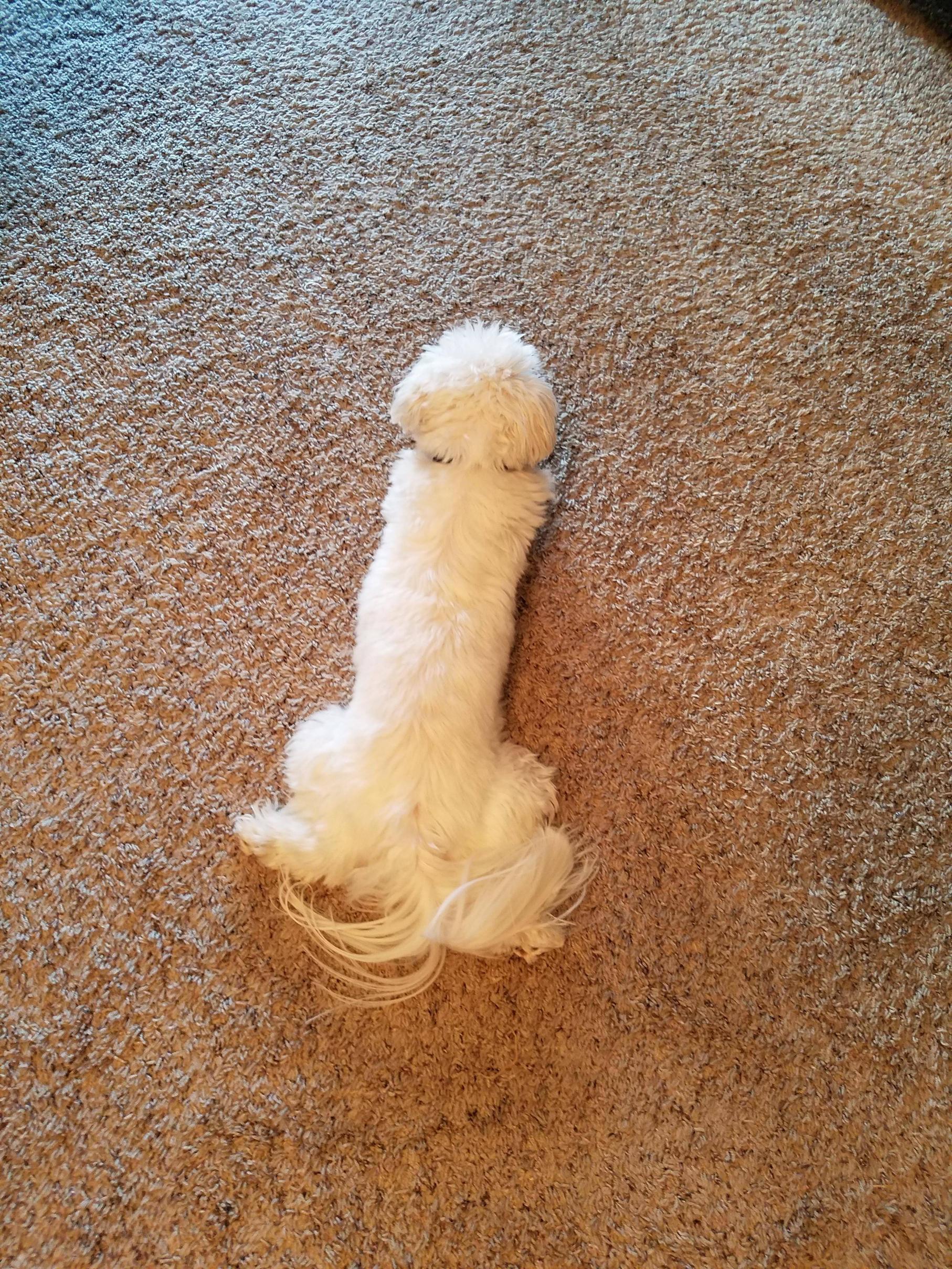 Sometimes my dog can be kind of a dick