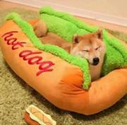 When hotdog autocorrected to hotdoge