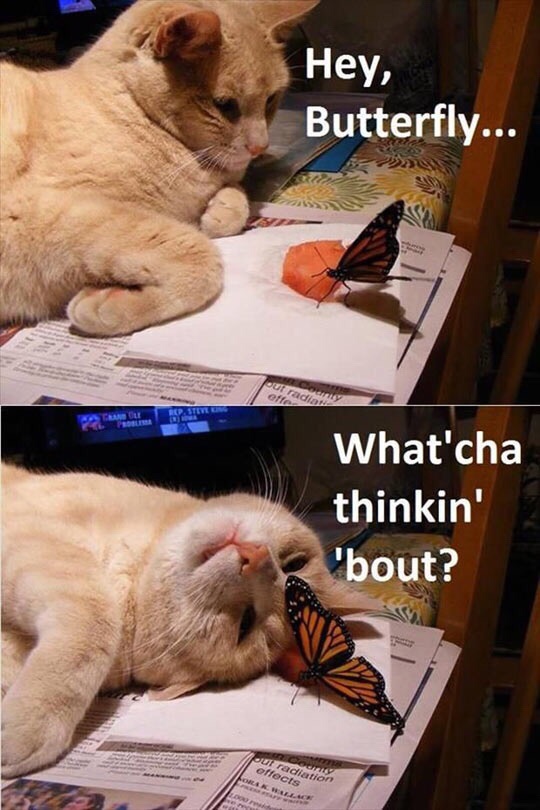 Hey, Butterfly…