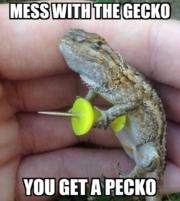 Mess with a gecko…