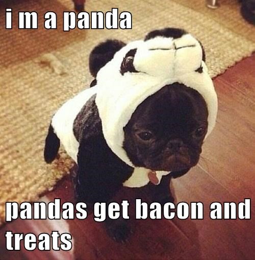 I am a panda