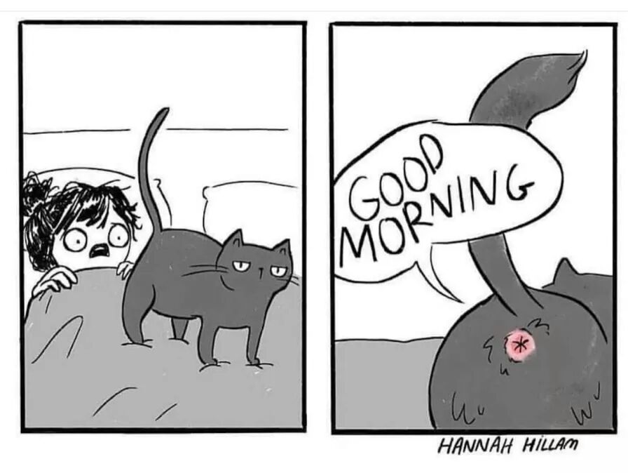 How your cat salutes you every morning