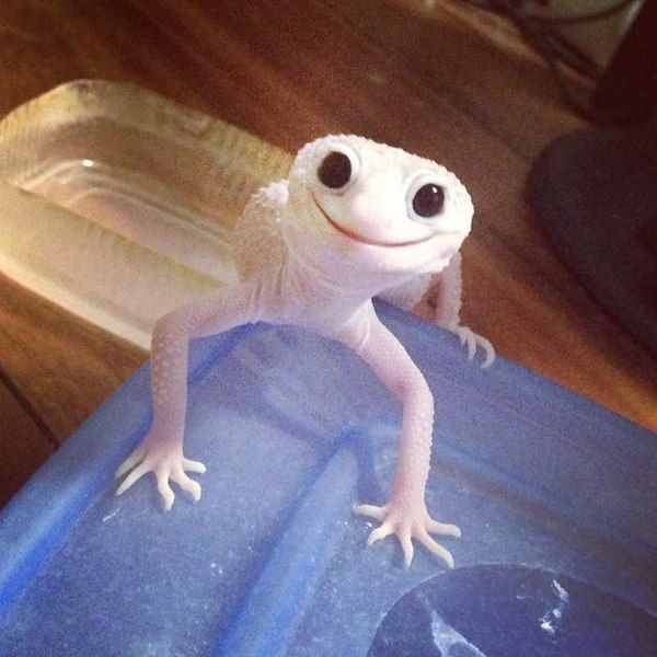 Happy gecko is happy