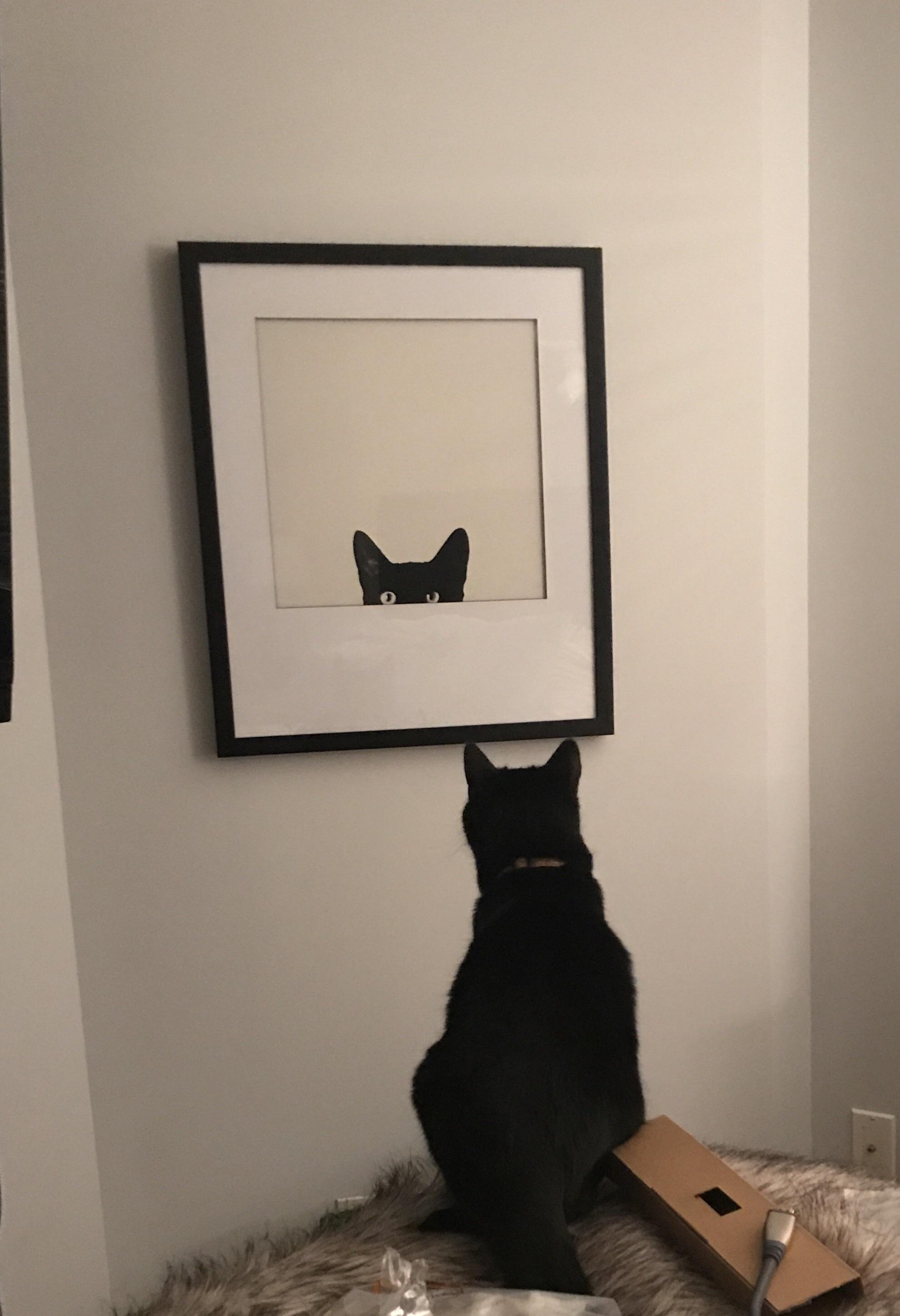 Our cat is very confused with our new picture.