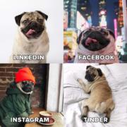 Social media pug