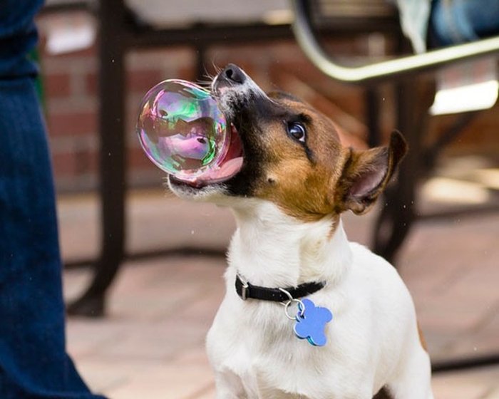 Catch a bubble