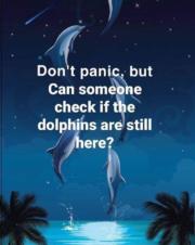 Don’t panic, but can someone check if the dolphins are still here