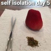 Self isolation day 5