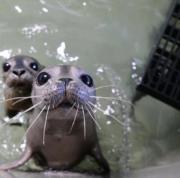 Baby sea doggo