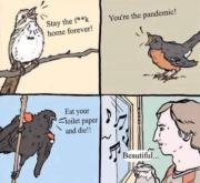 What are birds singing about pandemic