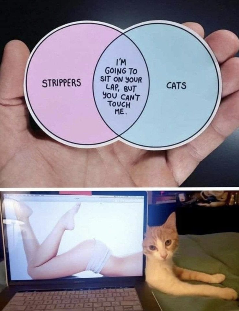 What cats and strippers have in common