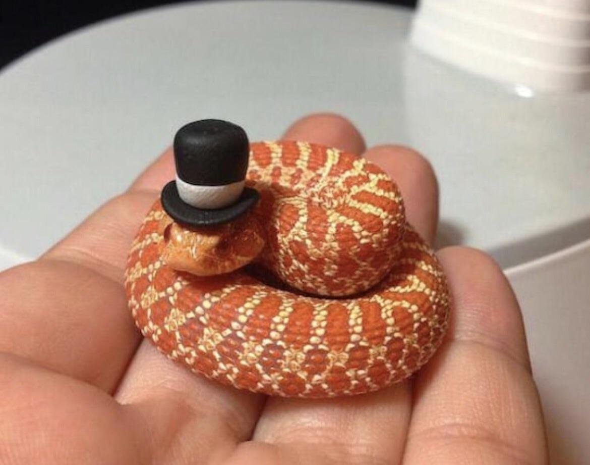 Mr. Cute Snake