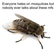 Everyone hates on mosquitoes but nobody ever talks about these mfs
