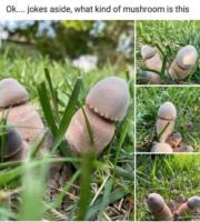 Penis kind of mushroom