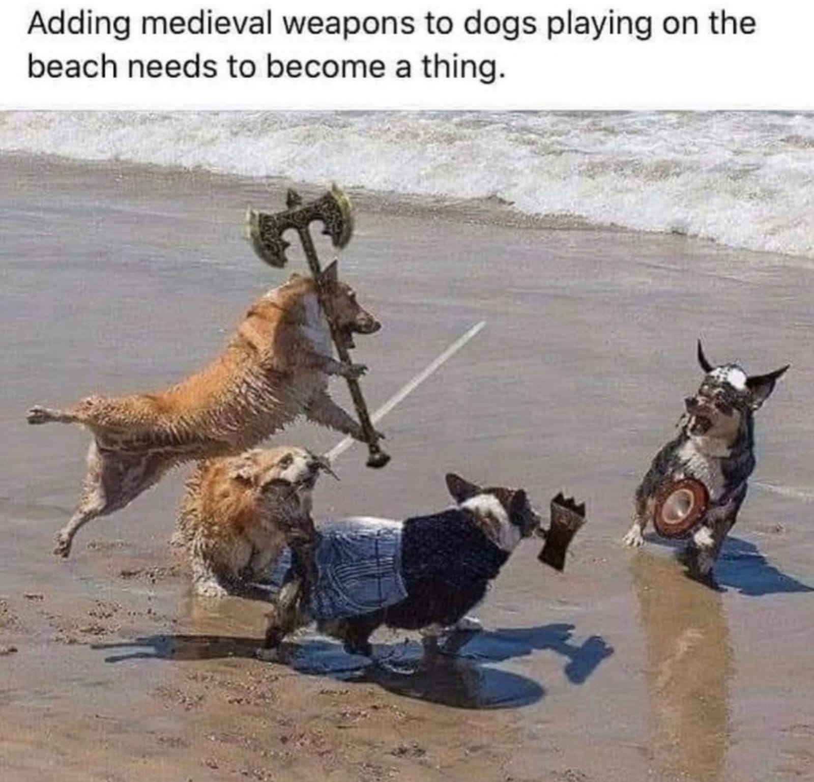 Medieval weapons to dogs playing on the beach