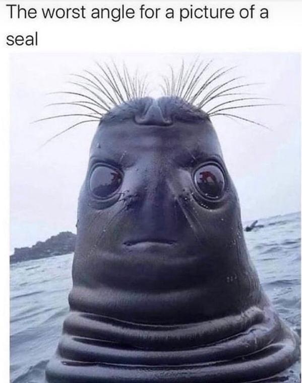 The worst angle for a picture of a seal