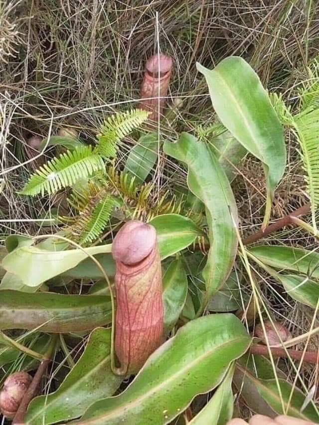 Awesome plant – Penis Flytrap