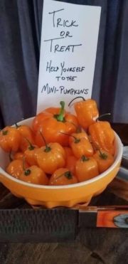 Trick or Treat – Mini Pumpkins