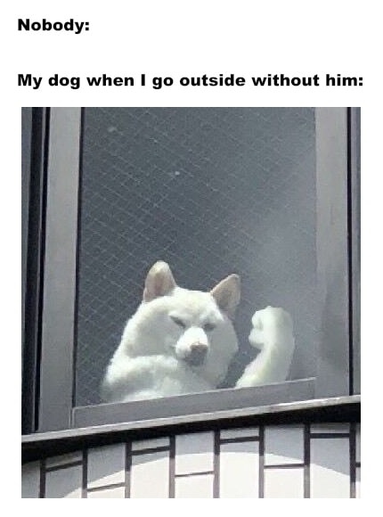 My dog when I go outside without him