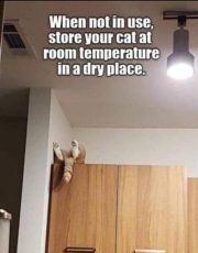 Store your cat at room temperature in a dry place