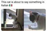 This cat is about to say something in Italian