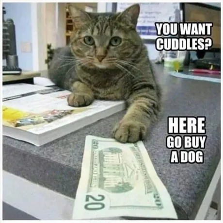 You want cuddles?