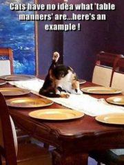 Cats and table manners