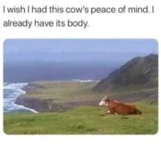 I wish I had this cow’s peace of mind