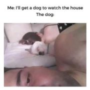 I’ll get a dog to watch the house