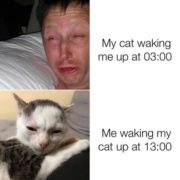 My cat waking me up at 3