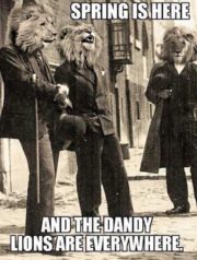 Spring is here and the dandy lions are everywhere