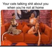 Your cats talking shit