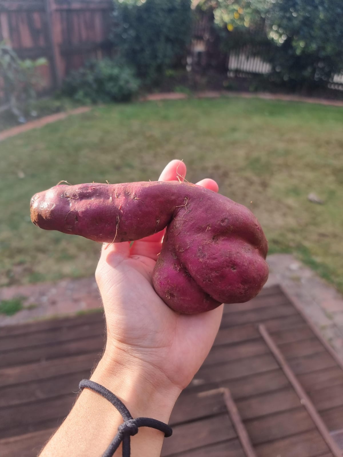 Potato penis