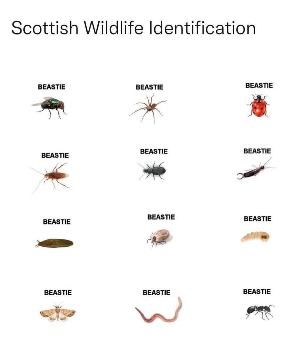 Scottish Wildlife Identification