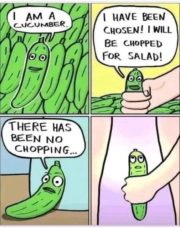 The chosen cucumber