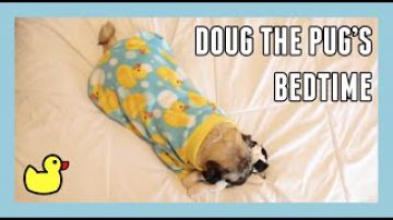Doug the Pug’s Bedtime