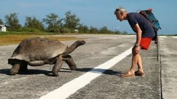 Explorer interrupts mating tortoises, slowest chase ever ensues