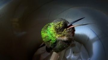 Snoring Hummingbird – Super Cute Animals