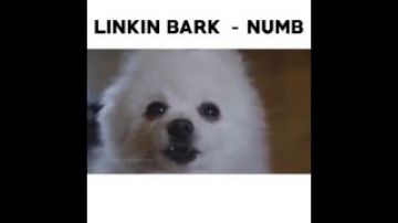 Linkin Bark – Numb