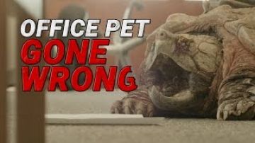 Office Pet Gone Wrong