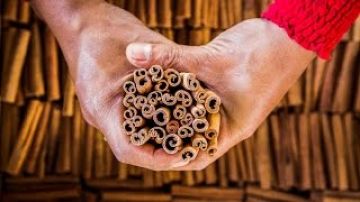 Cinnamon: Harvesting Cassia in the Jungles of Sumatra
